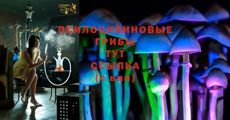 shop официальный сайт  Тулун  Галлюциногенные грибы Psilocybine cubensis 